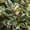Hulst (Ilex Aquifolium 'Argentea Marginata') -DIRECTPLANT Winkel 20120215153627 9 2