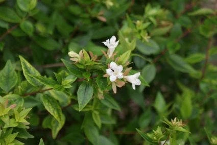 Abelia (Abelia Grandiflora 'Sherwood') 4 Abelia (Abelia Grandiflora 'Sherwood') - Afbeelding 2