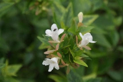 Abelia (Abelia Grandiflora 'Sherwood') 5 Abelia (Abelia Grandiflora 'Sherwood') - Afbeelding 3