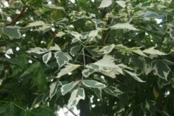 Zilverbonte Vederesdoorn (Acer Negundo 'Variegatum')