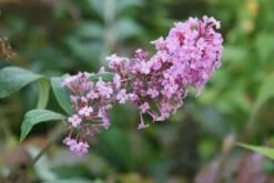Vlinderstruik (Buddleja Davidii 'Pink Delight') -DIRECTPLANT Winkel 20120215162826 3