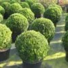 Buxusbol (Buxus Sempervirens, Bolvorm) 2 Buxusbol (Buxus Sempervirens, Bolvorm) -DIRECTPLANT Winkel 20120215162916 20