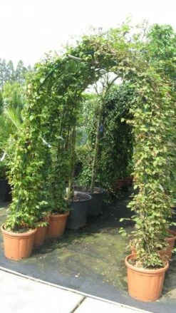 Haagbeuk In Boogvorm (Carpinus Betulus 'Fastigiata' ) -DIRECTPLANT Winkel 20120215163345 1