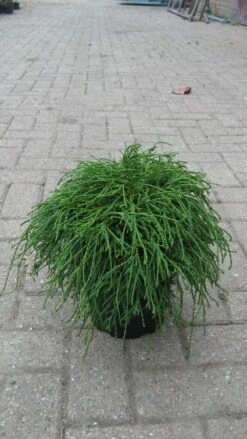 Cypres (Chamaecyparis Pisifera 'Filifera Nana') -DIRECTPLANT Winkel 20120215164213 2 1
