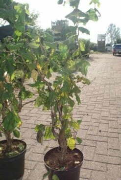 Kronkelhazelaar (Corylus Avellana 'Contorta') -DIRECTPLANT Winkel 20120216092304 14 7 7
