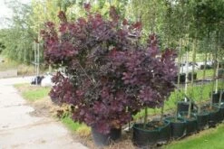 Pruikenboom Als Struik (Cotinus Coggygria 'Royal Purple') 13 Pruikenboom Als Struik (Cotinus Coggygria 'Royal Purple') -DIRECTPLANT Winkel 20120216092431 15