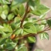 Dwergmispel (Cotoneaster Franchetii) -DIRECTPLANT Winkel 20120216092723 3 2