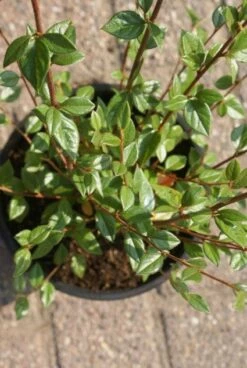 Dwergmispel (Cotoneaster Franchetii) -DIRECTPLANT Winkel 20120216092747 3 2