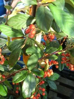 Dwergmispel (Cotoneaster Lacteus) -DIRECTPLANT Winkel 20120216092938 3 1