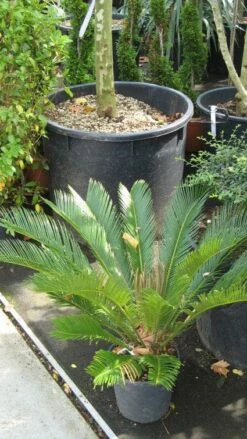 Cycaspalm (Cycas Revoluta) -DIRECTPLANT Winkel 20120216093012 5