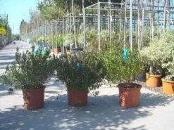 Abelia (Abelia Grandiflora) -DIRECTPLANT Winkel 20120216112651 9