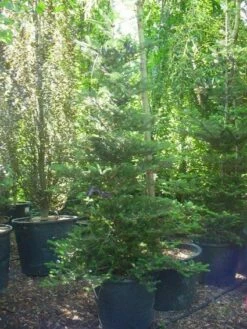 Koreaanse Zilverspar (Abies Koreana) -DIRECTPLANT Winkel 20120216113327 6