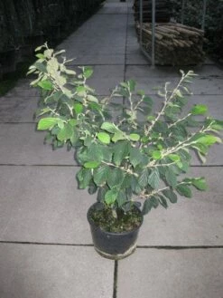 Toverhazelaar (Hamamelis Intermedia 'Arnold Promise') 16 Toverhazelaar (Hamamelis Intermedia 'Arnold Promise') -DIRECTPLANT Winkel 20120217133021 6