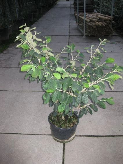 Toverhazelaar (Hamamelis Intermedia 'Arnold Promise') 9 Toverhazelaar (Hamamelis Intermedia 'Arnold Promise') - Afbeelding 7