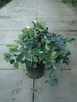 Flessenborstelstruik (Fothergilla Major) -DIRECTPLANT Winkel 20120217133604 6