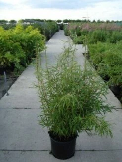 Niet Woekerende Bamboe (Fargesia Robusta) -DIRECTPLANT Winkel 20120217133816 5