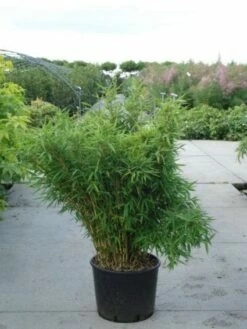 Niet Woekerende Bamboe (Fargesia Murieliae 'Bimbo') -DIRECTPLANT Winkel 20120217134101 4