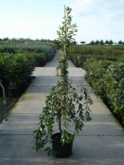 Exochorda (Exochorda Macrantha 'The Bride') -DIRECTPLANT Winkel 20120217134755 30 6