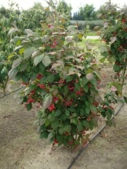 Kardinaalsmuts (Euonymus Planipes) -DIRECTPLANT Winkel 20120217134911 5
