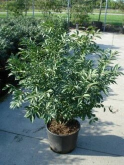 Kardinaalshoed (Euonymus Alatus 'Compactus') -DIRECTPLANT Winkel 20120217135206 12