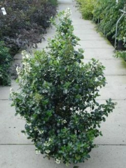 Escallonia (Escallonia 'Iveyi') -DIRECTPLANT Winkel 20120217135540 3