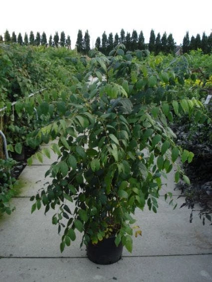 Augurkenstruik (Decaisnea Fargesii) 4 Augurkenstruik (Decaisnea Fargesii) - Afbeelding 2