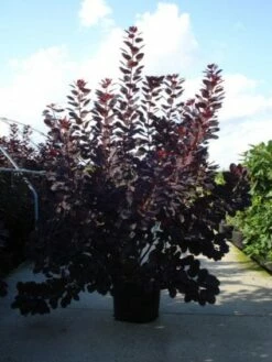 Pruikenboom Als Struik (Cotinus Coggygria 'Royal Purple') 12 Pruikenboom Als Struik (Cotinus Coggygria 'Royal Purple') -DIRECTPLANT Winkel 20120218101140 15