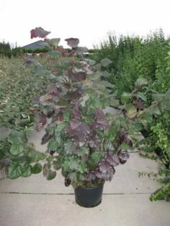 Rode Hazelaar (Corylus Maxima 'Purpurea') -DIRECTPLANT Winkel 20120218101252 50 10