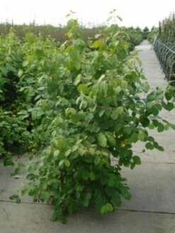 Kornoelje (Cornus Sanguinea 'Winter Beauty) 14 Kornoelje (Cornus Sanguinea 'Winter Beauty) -DIRECTPLANT Winkel 20120218101628 1 1