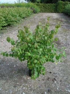 Kornoelje (Cornus Sanguinea 'Midwinter Fire') -DIRECTPLANT Winkel 20120218101717 4 1