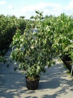 Japanse Kornoelje (Cornus Kousa) -DIRECTPLANT Winkel 20120218102230 60 12 1