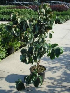 Amerikaanse Kornoelje (Cornus Florida 'Rubra') -DIRECTPLANT Winkel 20120218102305 7 1