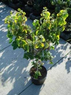 Kornoelje Op Stam (Cornus Florida 'Rainbow') -DIRECTPLANT Winkel 20120218102340 1