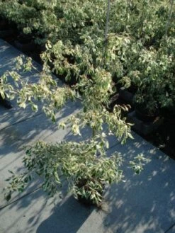 Reuzenkornoelje (Cornus Controversa 'Variegata') -DIRECTPLANT Winkel 20120218102419 7 1