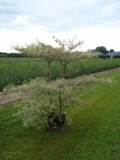 Kornoelje (Cornus Alternifolia 'Argentea') -DIRECTPLANT Winkel 20120218102845 2