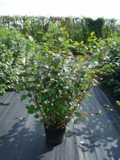 Kornoelje (Cornus Alba 'Sibirica') -DIRECTPLANT Winkel 20120218103207 6