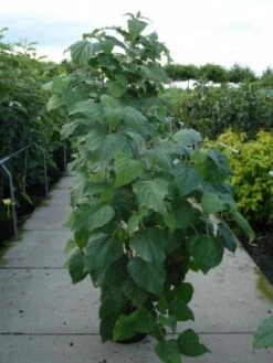 Pindakaasboom (Clerodendrum Trichotomum Fargesii) -DIRECTPLANT Winkel 20120218103656 2
