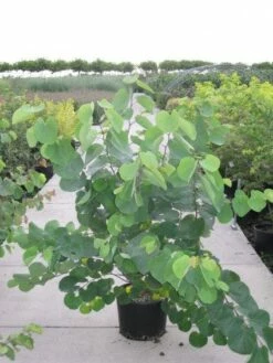 Judasboom Als Struik (Cercis Siliquastrum) -DIRECTPLANT Winkel 20120218104413 8 1