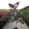 Judasboom Als Struik (Cercis Canadensis 'Forest Pansy') -DIRECTPLANT Winkel 20120218104526 6 1