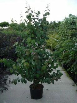 Katsoera Als Struik (Cercidiphyllum Japonicum) -DIRECTPLANT Winkel 20120218104650 35 7