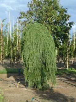 Treurceder (Cedrus Deodara 'Pendula') -DIRECTPLANT Winkel 20120218104745 13