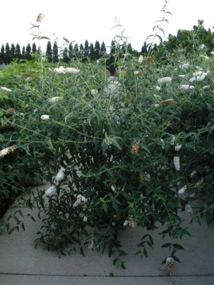 Vlinderstruik (Buddleja Davidii 'White Profusion') 9 Vlinderstruik (Buddleja Davidii 'White Profusion') - Afbeelding 8