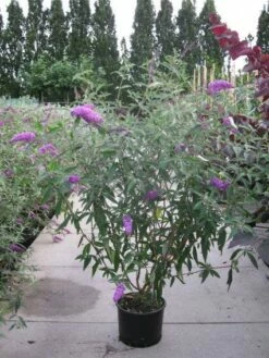 Vlinderstruik (Buddleja Davidii 'Pink Delight') -DIRECTPLANT Winkel 20120218105635 3 1