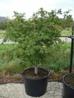 Japanse Esdoorn (Acer Japonicum 'Aconitifolium') -DIRECTPLANT Winkel 20120218111902 10