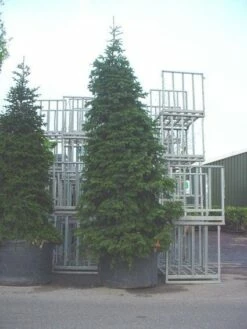 Nordmann-spar (Abies Nordmanniana) -DIRECTPLANT Winkel 20120219160007 21