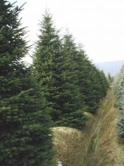 Nordmann-spar (Abies Nordmanniana) -DIRECTPLANT Winkel 20120219160156 21