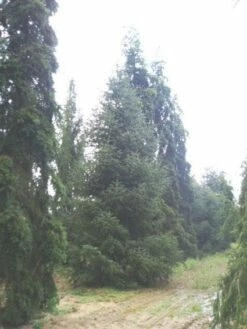 Spaanse Den (Abies Pinsapo 'Glauca') -DIRECTPLANT Winkel 20120219160619 6