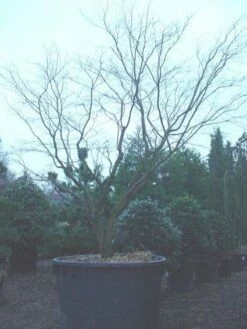 Japanse Esdoorn (Acer Palmatum 'Bloodgood') -DIRECTPLANT Winkel 20120219170455 12