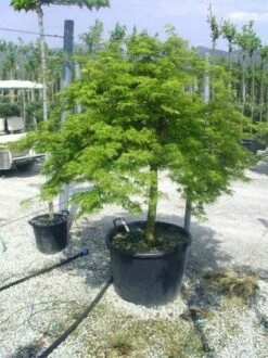 Japanse Esdoorn (Acer Palmatum 'Dissectum') 33 Japanse Esdoorn (Acer Palmatum 'Dissectum') -DIRECTPLANT Winkel 20120219170629 11