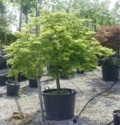 Japanse Esdoorn (Acer Palmatum 'Dissectum') -DIRECTPLANT Winkel 20120219170657 11 1